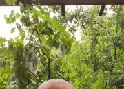 马健：G4吹罚确实有争议 步行者进攻出现问题 比赛走势已倒向雷霆